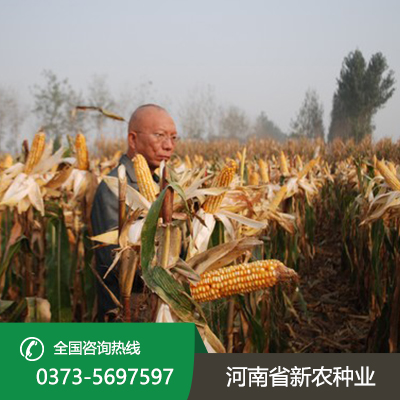 江苏直接收籽玉米价格