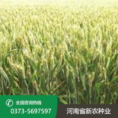 江苏2023小麦种子价格