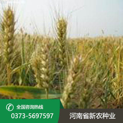 江苏小麦种子产品