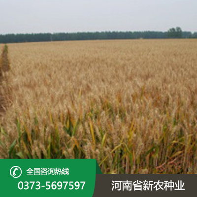 江苏2023年小麦种子价格表