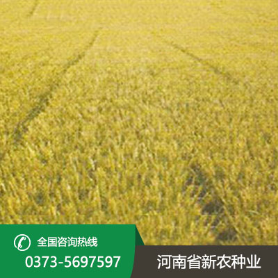 江苏亩产1000公斤的小麦