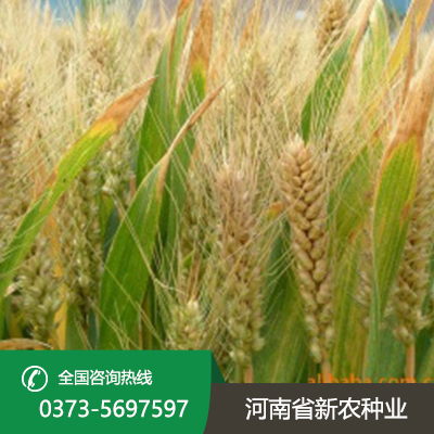 江苏今日小麦价一斤多少钱