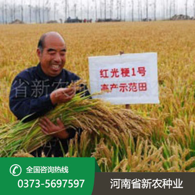江苏水稻种子价格