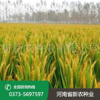 江苏水稻种子产品