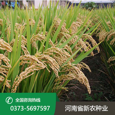 江苏水稻种子代理