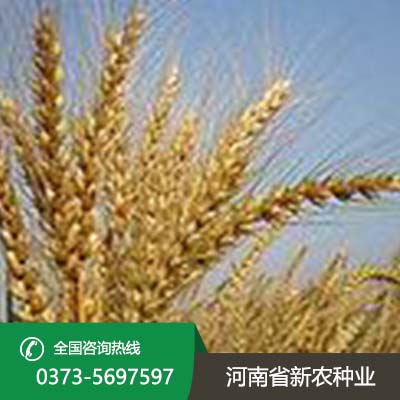 江苏小麦种子品种