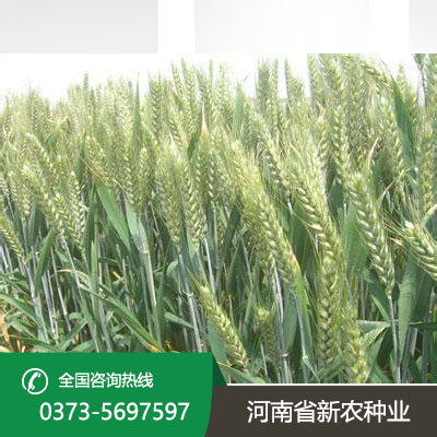 江苏小麦种子厂家