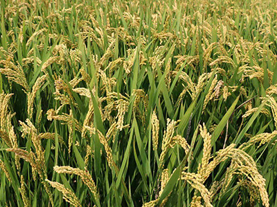 江苏阳光800水稻种子