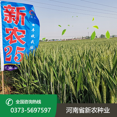 江苏新农25小麦种