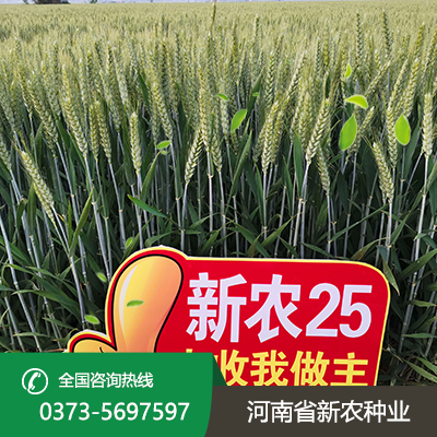 江苏新农25麦种