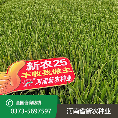 江苏丰产小麦种子