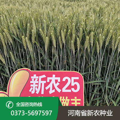 江苏小麦种子售价