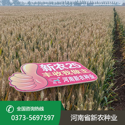 江苏超高产小麦种子