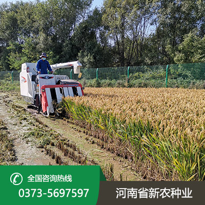 江苏常规水稻种子价格