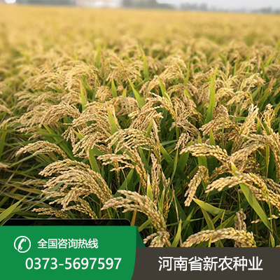 江苏麦茬旱直播的水稻品种