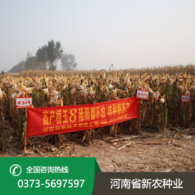 江苏适合机器收的玉米种子