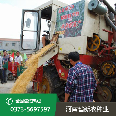江苏机收玉米
