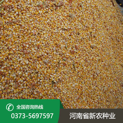 江苏玉米种子批发