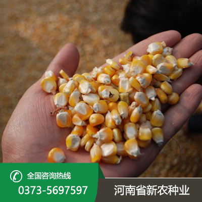 江苏玉米种子采购