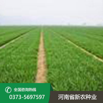 江苏小麦种子的形状