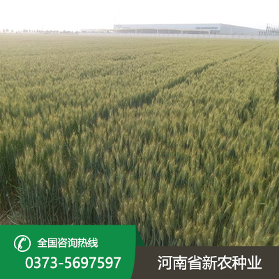 江苏水稻价格