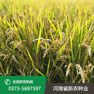江苏新农稻5号种子