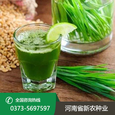 江苏青汁种子