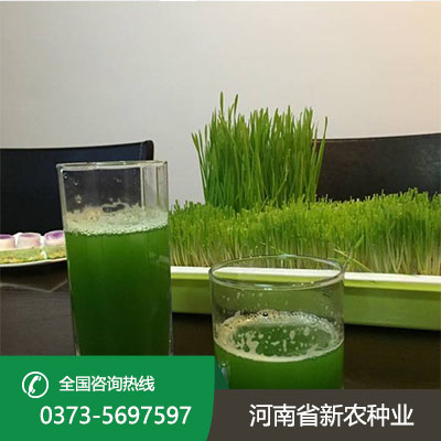 江苏青汁小麦种子怎么种