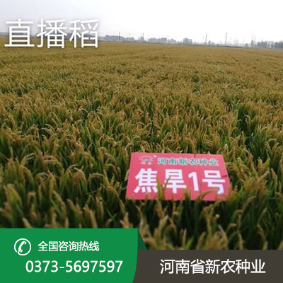 江苏直播稻种子
