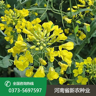 江苏油菜花种子