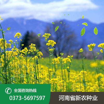 江苏油菜籽种子