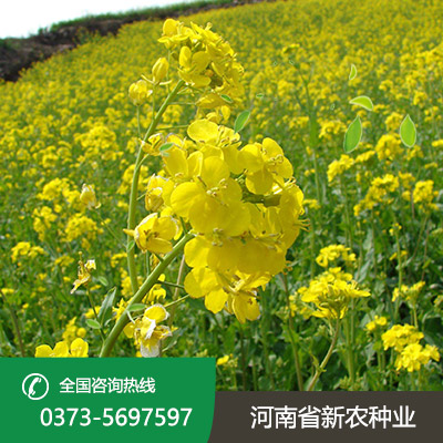 江苏油菜种子