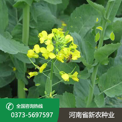 江苏杂交油菜籽种子