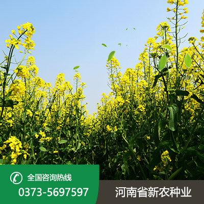 江苏杂交油菜种子