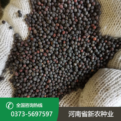江苏老油菜种子