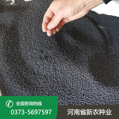 江苏天中油6号
