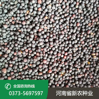 江苏天中油6号油菜籽