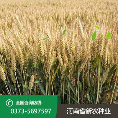江苏才智566麦种