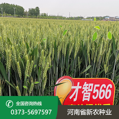 江苏抗倒伏小麦种子
