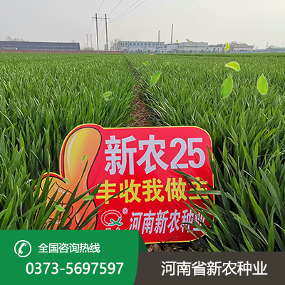 江苏矮秆大穗小麦种子