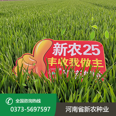 江苏新农25小麦种子