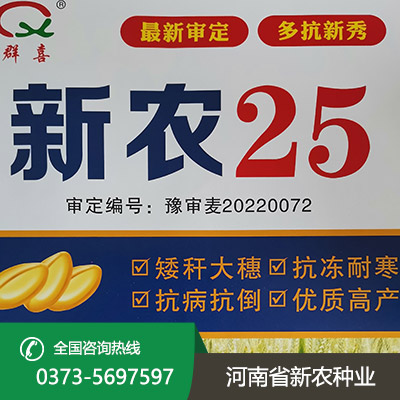 江苏矮秆大穗小麦种子