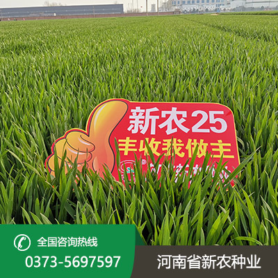 江苏小麦种子