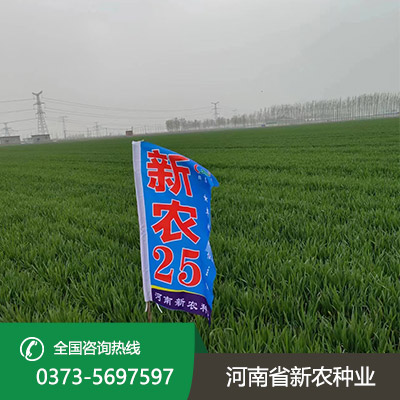 江苏小麦种子报价
