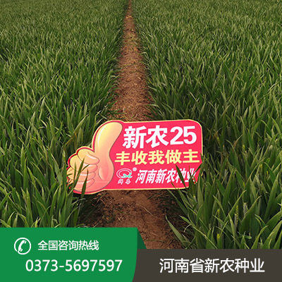 江苏高产小麦种子