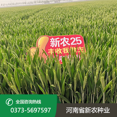 江苏小麦种子批发价格