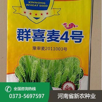 江苏群喜麦4号小麦种子