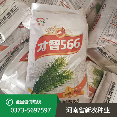江苏早熟小麦种子
