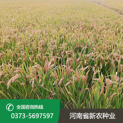江苏水稻种子批发