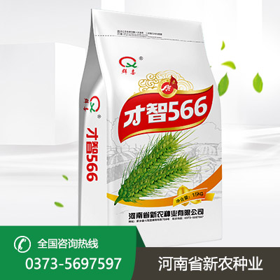 江苏才智566小麦种